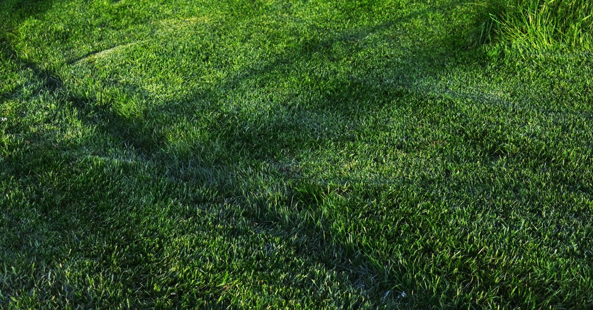 Vibrant green grass field captured in warm sunlight, perfect for nature backgrounds.